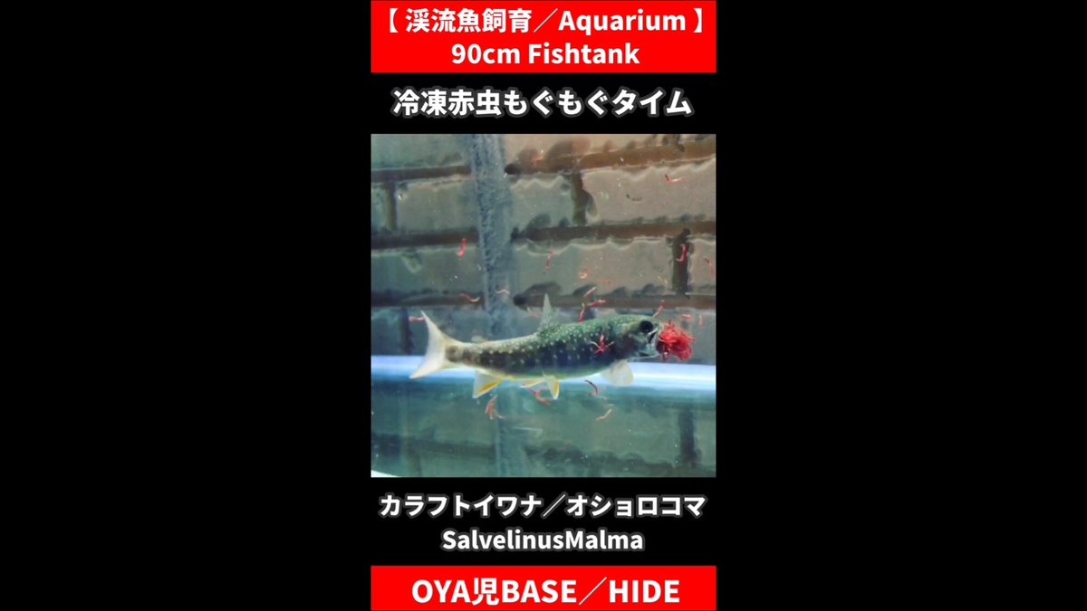 Salvelinusmalma Salvelinusmalma