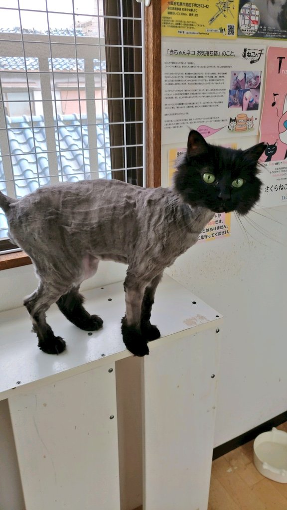 保護猫カフェ 猫ホテル ねこんチ Nekonchi Twitter 保護猫カフェ 猫ホテル ねこんチ Nekonchi Twitter