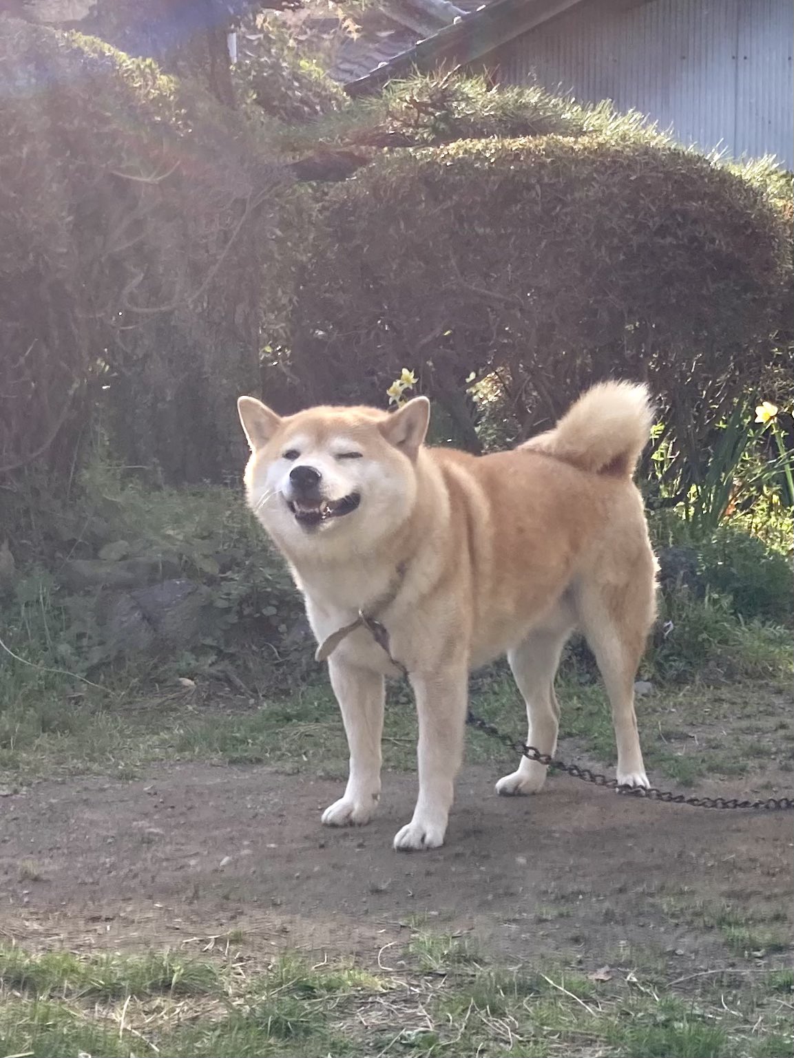 Inubot 犬がくしゃみする寸前のお顔をどうぞ T Co Rbrdhqmhno Twitter