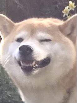 Inubot 犬がくしゃみする寸前のお顔をどうぞ Inubot 犬がくしゃみする寸前のお顔をどうぞ