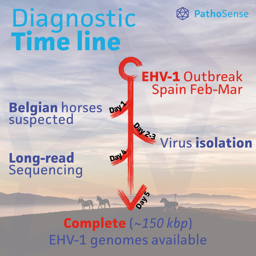 #OutbreakAlert 🐎 February-March: Europe's biggest EHV-1 outbreak was reported in Spain (17 dead &amp; >80 infected 🐎). The #Nauwynck lab isolated EHV-1 from 🇧🇪 suspected 🐎 &amp; by the end of the week <a href="/pathosense/">PathoSense</a> made complete (150kbp) genomes available with <a href="/nanopore/">Oxford Nanopore</a> sequencing 1/6