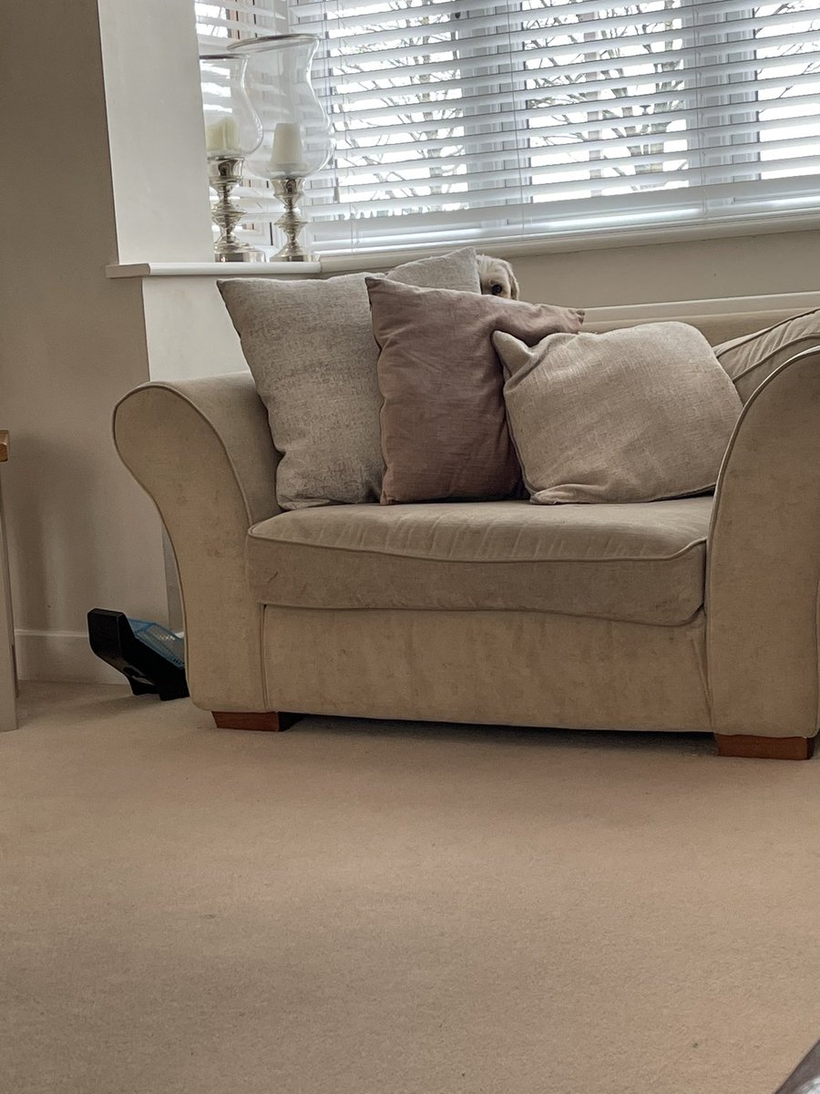 CarlYeomanson's tweet image. When your sitting there minding your own business and can feel something watching you 👀😂
#crazydog #sleepwithoneeyeopen