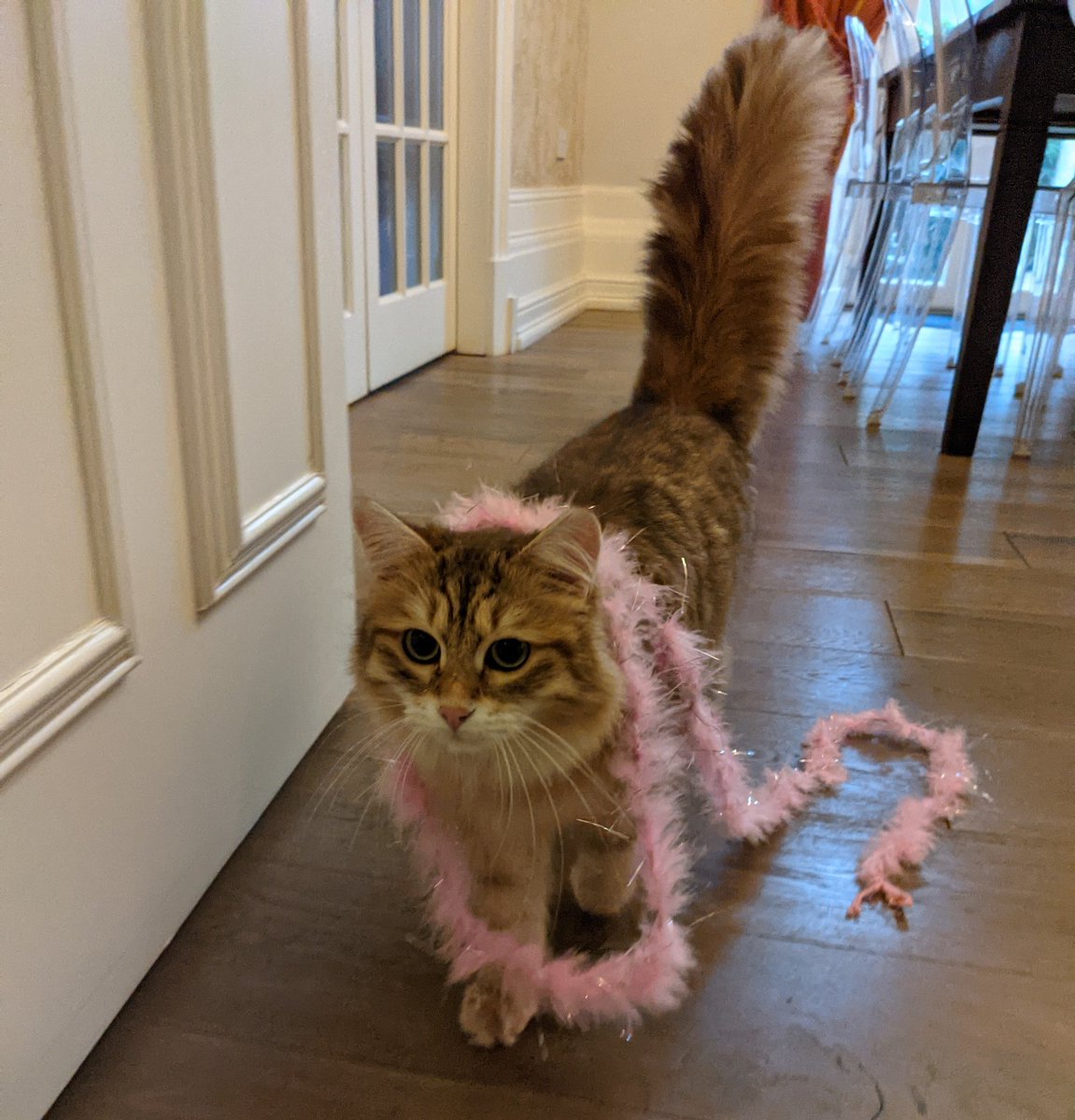 hkist's tweet image. Jasper channeling his inner Harry Styles on the 'cat walk'. 

#FeatherBoa #HarryStyles #FashionIcon #Grammies