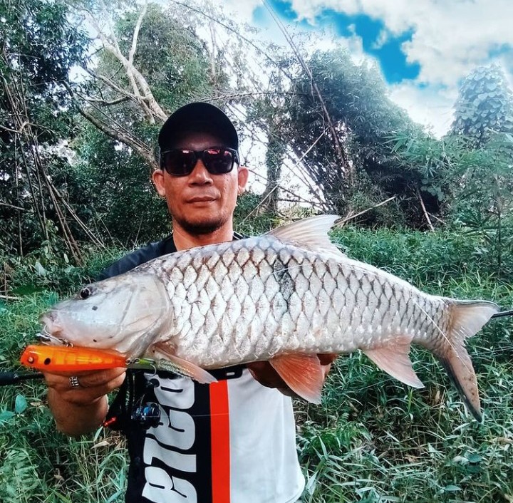 win_pipe's tweet photo. #hampala #sebarau https://t.co/dP7N4meSK9