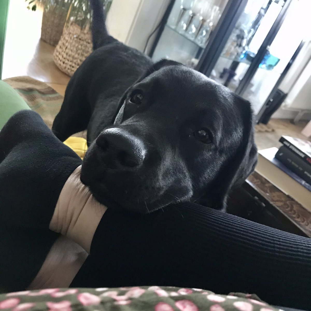 OchJuni's tweet photo. C’mon hooman, enough of that couch sittin’, coffe sippin’. We have stuff to do! https://t.co/scnyLXmNcX