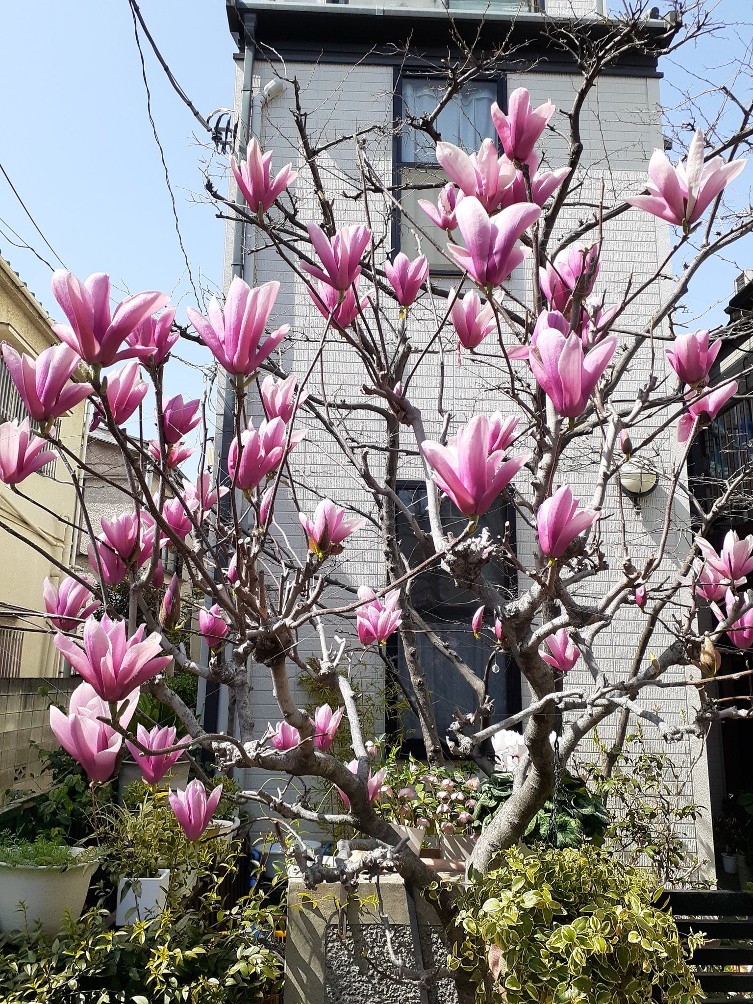 はくもくれん お花の写真集 / ハクモクレン(白木蓮)
