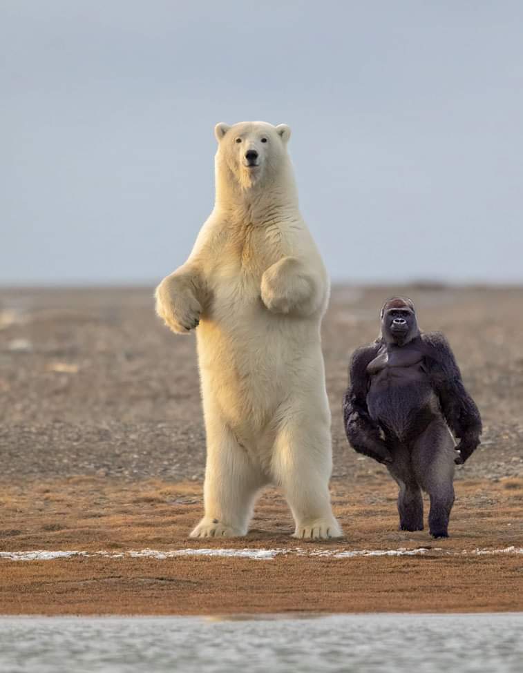 grizzly bear fighting a gorilla