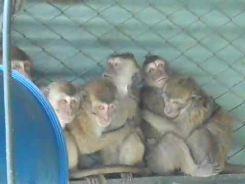 Long-tailed macaques on breeding farm, Mauritius; credit: Cruelty Free International.