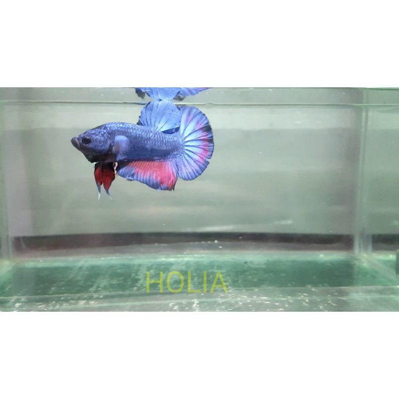 HinggarNugroho's tweet photo. Saya menjual Cupang Giant Blue Com... seharga Rp80.000. Dapatkan di Shopee sekarang! https://t.co/8x4xzacMWD #ShopeeID https://t.co/Nfjp1PN5Ra