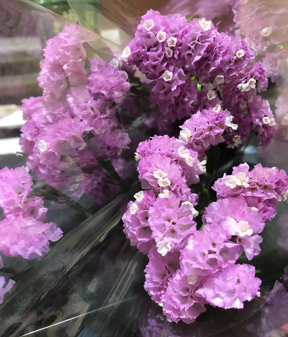 スターチスのtwitterイラスト検索結果