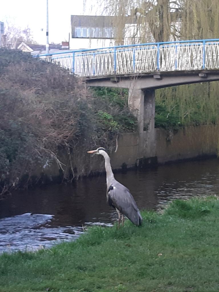 MaeveMcMahon's tweet photo. #day76 "early bird catches the worm" ... this #heron was posing for me in several places on #thedodder this morning #100daysofwalking @100DaysOfWalkin @NTBreakfast #StPatricksDay https://t.co/IT8fq7FSj7
