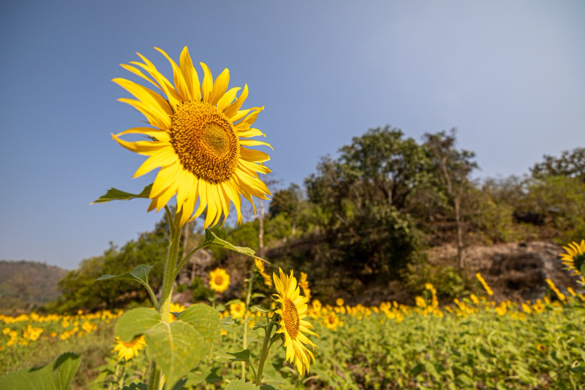 WOTRIndia's tweet photo. In 11 villages of Gunupur block, Rayagada, Odisha farmers grew sunflower, sweet corn, etc in rabi for the first time thanks to water availability due to different interventions by @WOTRIndia 

- @bread4theworld @rajeshpatilias @RayagadaO @WCDOdisha @IPR_Odisha @jenapratap66 @FAO https://t.co/BBJqTJU7rj