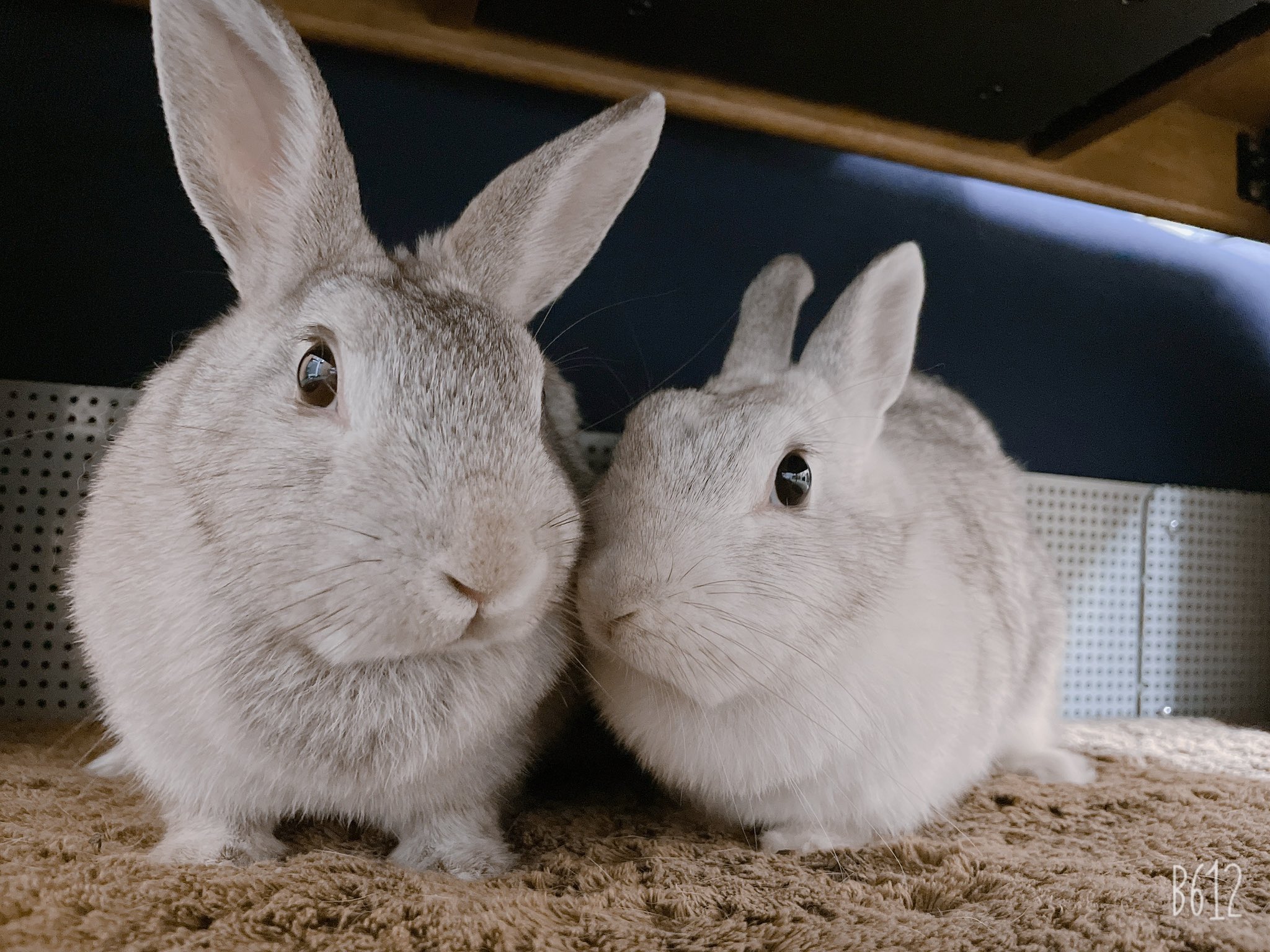 うさぎかわいい Twitter Search Twitter