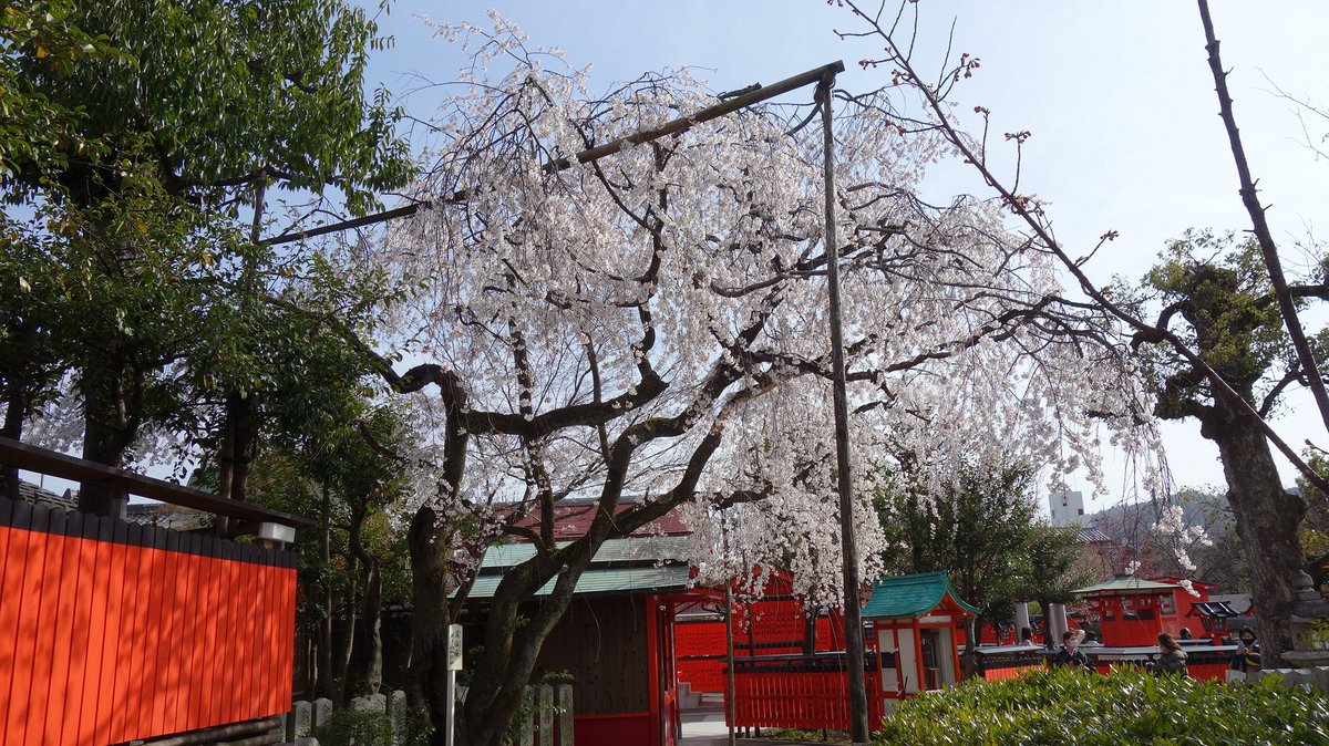 嵐山車折神社名物

#渓仙桜
#桜

2021/03

#京都写真 #嵐山 #車折神社