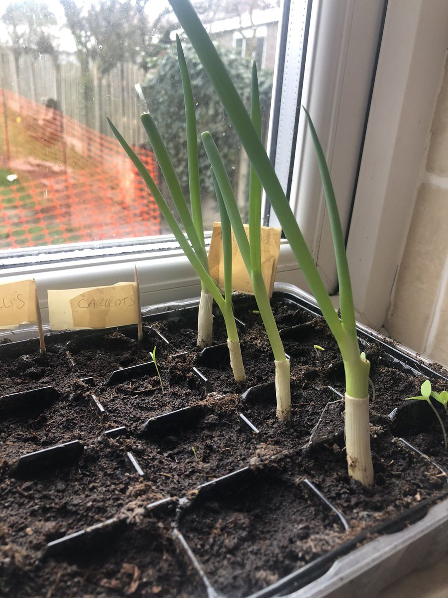 DieselandMaggie's tweet image. Tip of the day from me .... when you chop your supermarket spring onions, put the left over root end into some compost and they will carry on growing! These only took a week! 👏👏 you’re welcome! #tipoftheday