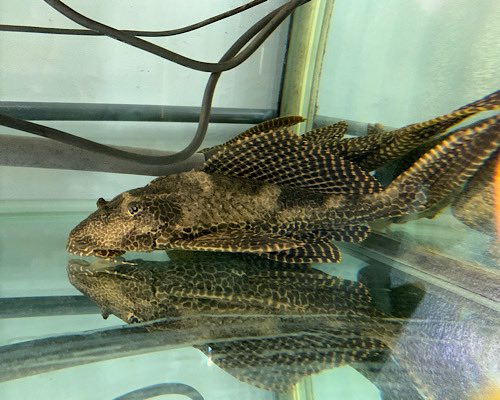 かねだい本町田店 観賞魚 爬虫両生類 小動物部門 セルフィンプレコ 特大サイズ来てます 40センチほどの大きさです 超大型水槽に かねだい本町田店 観賞魚 爬虫両生類 小動物部門 セルフィンプレコ 特大サイズ来てます 40センチほどの大きさです 超大型水槽に