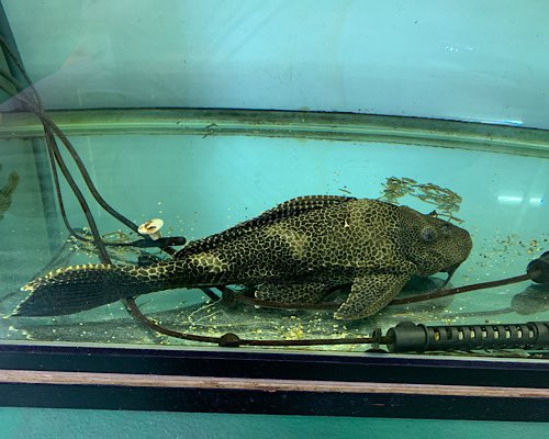 かねだい本町田店 観賞魚 爬虫両生類 小動物部門 セルフィンプレコ 特大サイズ来てます 40センチほどの大きさです 超大型水槽に かねだい本町田店 観賞魚 爬虫両生類 小動物部門 セルフィンプレコ 特大サイズ来てます 40センチほどの大きさです 超大型水槽に