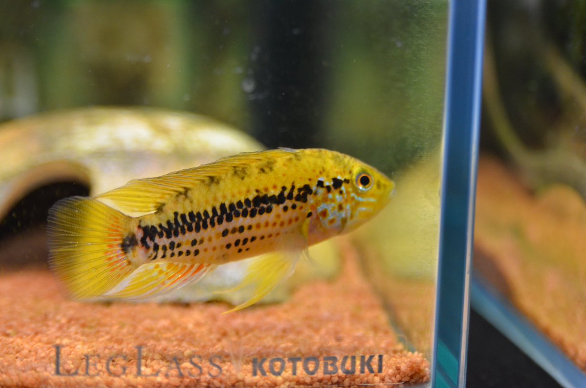 daiApistogramma's tweet photo. #我が家のアピスト
 久しぶりの投稿w
一眼レフカメラで撮るのが億劫になってます…… https://t.co/QO0ejnUFEQ