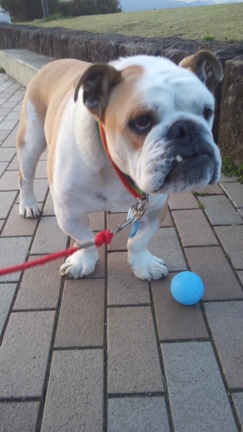 Charlie على تويتر スケボー犬だいちゃん 今日もｃｂは何も聞えずでした でも久しぶりに だいちゃんに会えました 笑 いまだにスケボーも乗ってるようです 可愛い 写真も撮れました テレビに出演してギネスまで認定されたのにギャラは 安かったようです