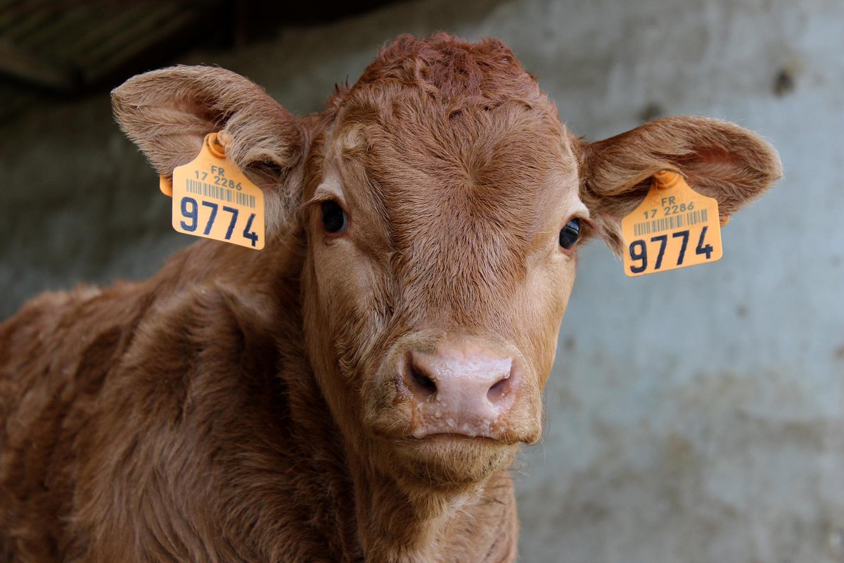 ElancoLivestock's tweet photo. Calves are most susceptible to #coccidiosis between three weeks and six months old. Speak with your vet about developing a #CocciControl plan and find out more here: https://t.co/CZbdGO2N8I https://t.co/9eN55v4rMU