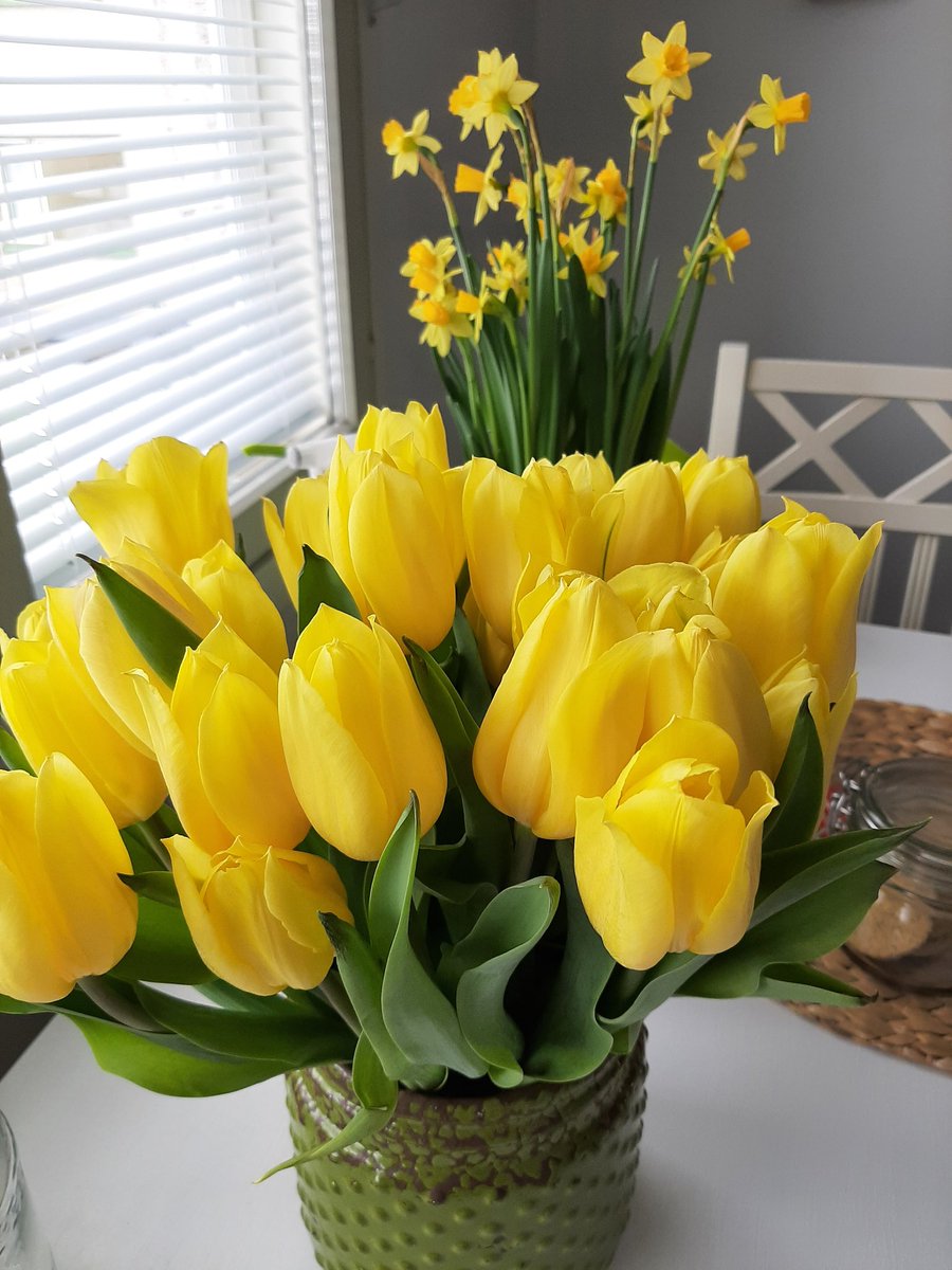 Onhan nämä keltaiset tulppaanit ja narsissit niin ihania! Nekin on taas
laskettu  #puutarhatilastot luke.fi/uutinen/kuuma-…