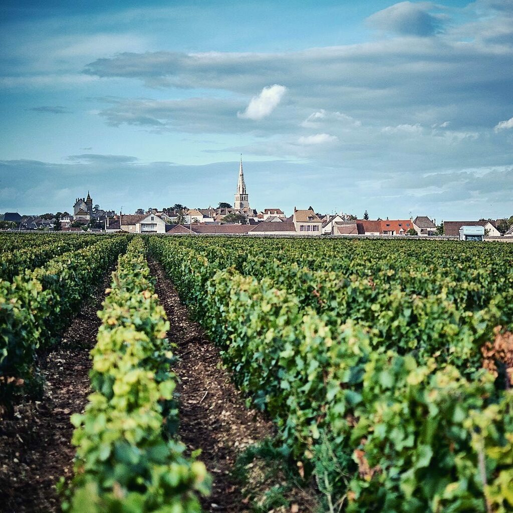 Oh to be back amongst the late summer vines! It looks as though 2021 might be another staycation year for our little family, but fingers crossed to get back to the French countryside on ‘nos vélos’ in 2022! We cycled through this beautiful vineyard on th… instagr.am/p/CMhZKIBDjw0/