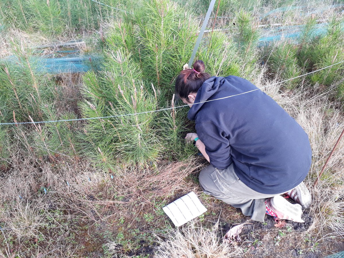 AgatheHurel's tweet image. So happy to go back on the field for the last measurments in the @GentreeProject pinaster common-garden in Bordeaux @INRAE_BIOGECO 🌲 Very nice dataset coming along to study #localAdaptation in #forestTrees !