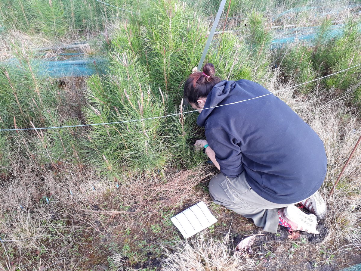 So happy to go back on the field for the last measurments in the @GentreeProject pinaster common-garden in Bordeaux @INRAE_BIOGECO 🌲 Very nice dataset coming along to study #localAdaptation in #forestTrees !