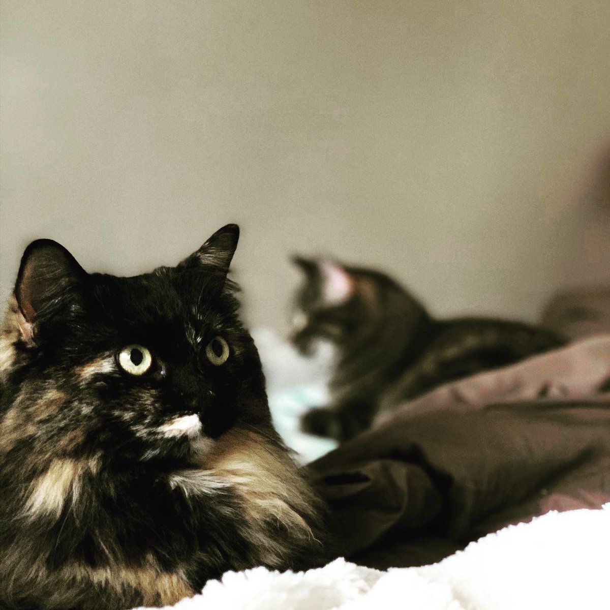 shesparticular's tweet photo. The best three years π #FloraAndFauna #SnugglePuddle #CuddlePond #EASAlumni #BondedPair #Kittens https://t.co/YVbpcCznaj