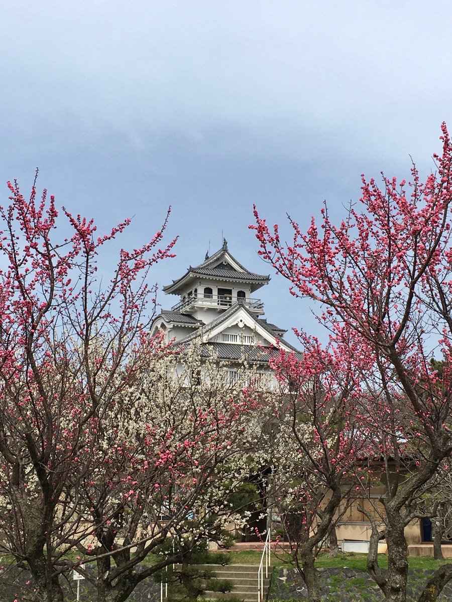 長浜城歴史博物館 桜のたよりが各地から聞こえてきますが 豊公園 長浜市公園町 は紅白梅が満開 もしかすると桜が追いつくかもしれませんね 長浜城歴史博物館 桜のたよりが各地から聞こえてきますが 豊公園 長浜市公園町 は紅白梅が満開 もしかすると桜が追いつくかもしれませんね