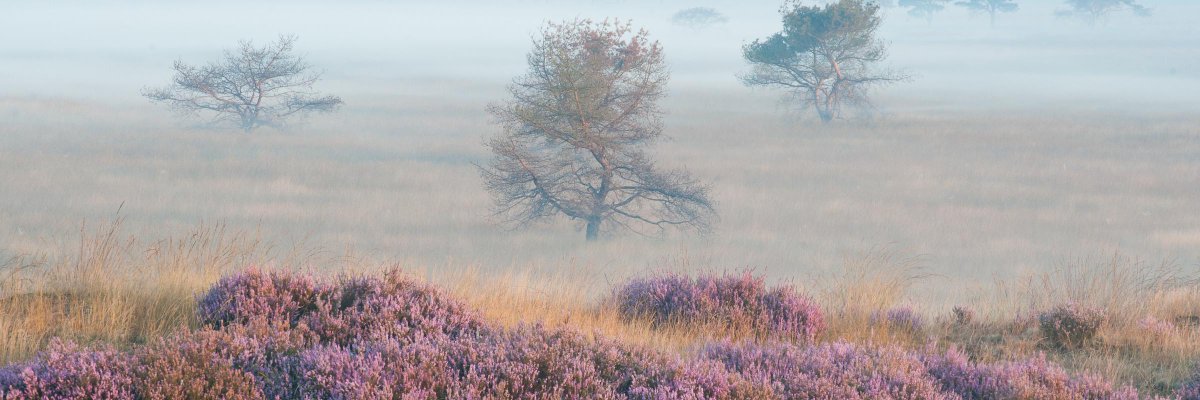 Waarom wij soms bomen kappen? Simpel: het is ons om de biodiversiteit te doen. Om de enorme rijkdom aan planten en dieren en de ecosystemen waar ze deel van uitmaken. Als we niets doen, dreigen ze te verdwijnen en sterven talloze soorten uit.  👇

>> bit.ly/3lqgQaB