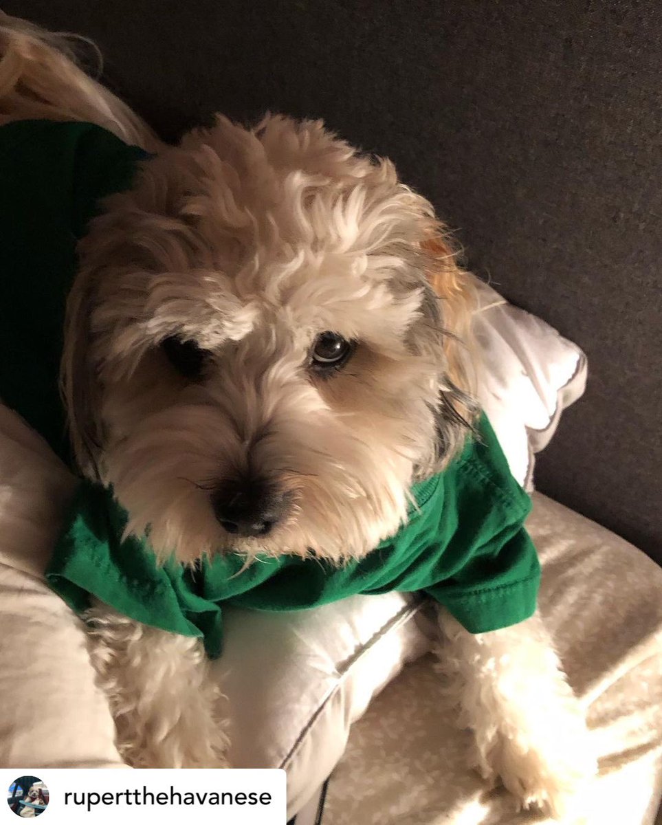 countytshirts's tweet photo. One of my  fave green tee pics is worth sharing today! Thanks @rupertthehavanese for the awesome style! 

#stpatricksday #pec #wearthepec #princeedwardcounty #thecounty #countyup #dogsofpec https://t.co/Cm8b2g81XS