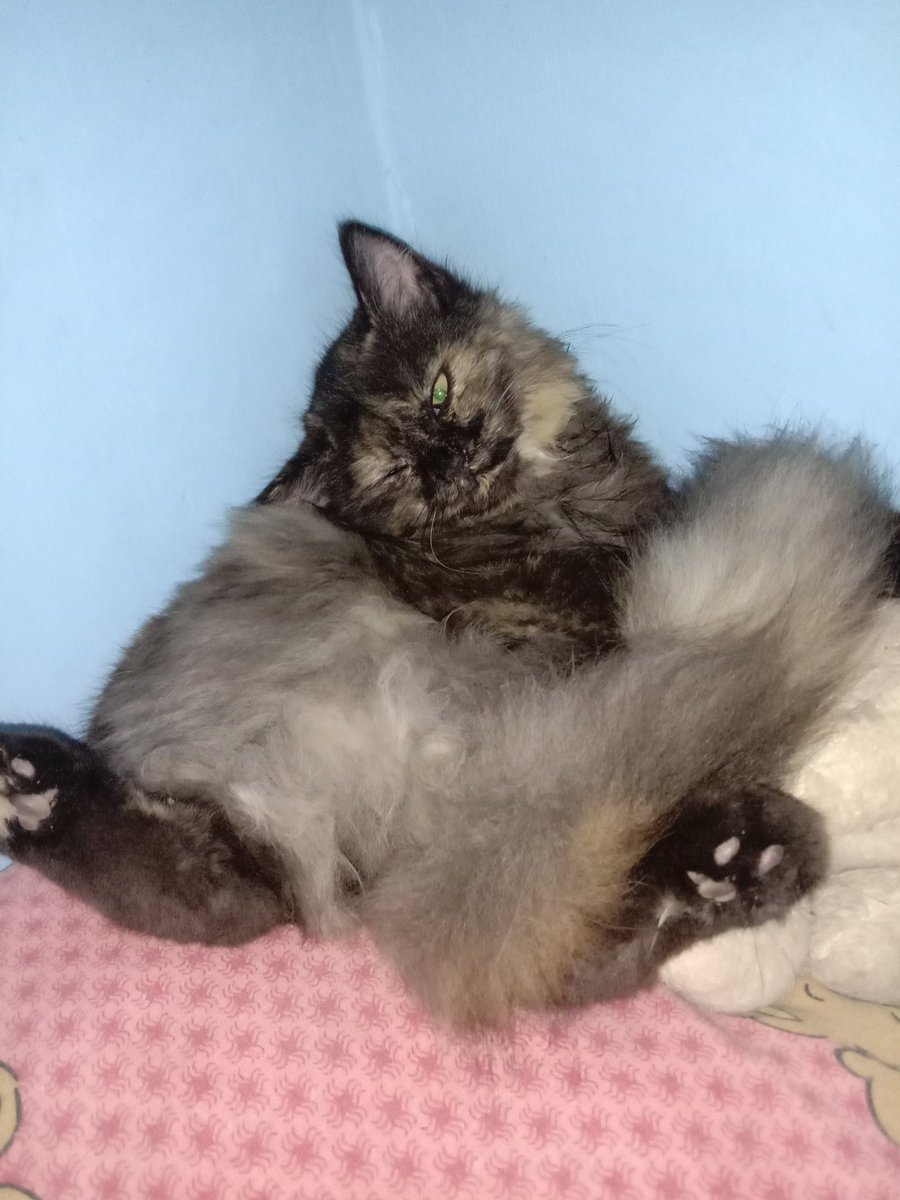 Papo9802's tweet photo. @ulat_bulu_bulu https://t.co/Bu88VUFBd4