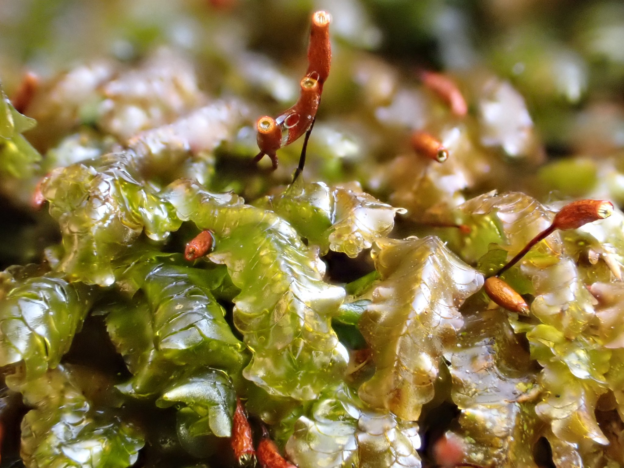 Tohoku Moss1 苔俳句 めちゃ寒い 冬でも伸びる 苔の花 苔 コケ 俳句 苔俳句 自然 緑 苔の花 苔の花は夏の季語 自然の癒し 東北 フォトウォーク 苔好きな人と繋がりたい 苔好き Tohoku Moss1 苔俳句 めちゃ寒い 冬でも伸びる 苔の花 苔 コケ 俳句 苔俳句 自然 緑 苔の花 苔の花は夏の季語 自然の癒し 東北 フォトウォーク 苔好きな人と繋がりたい 苔好き