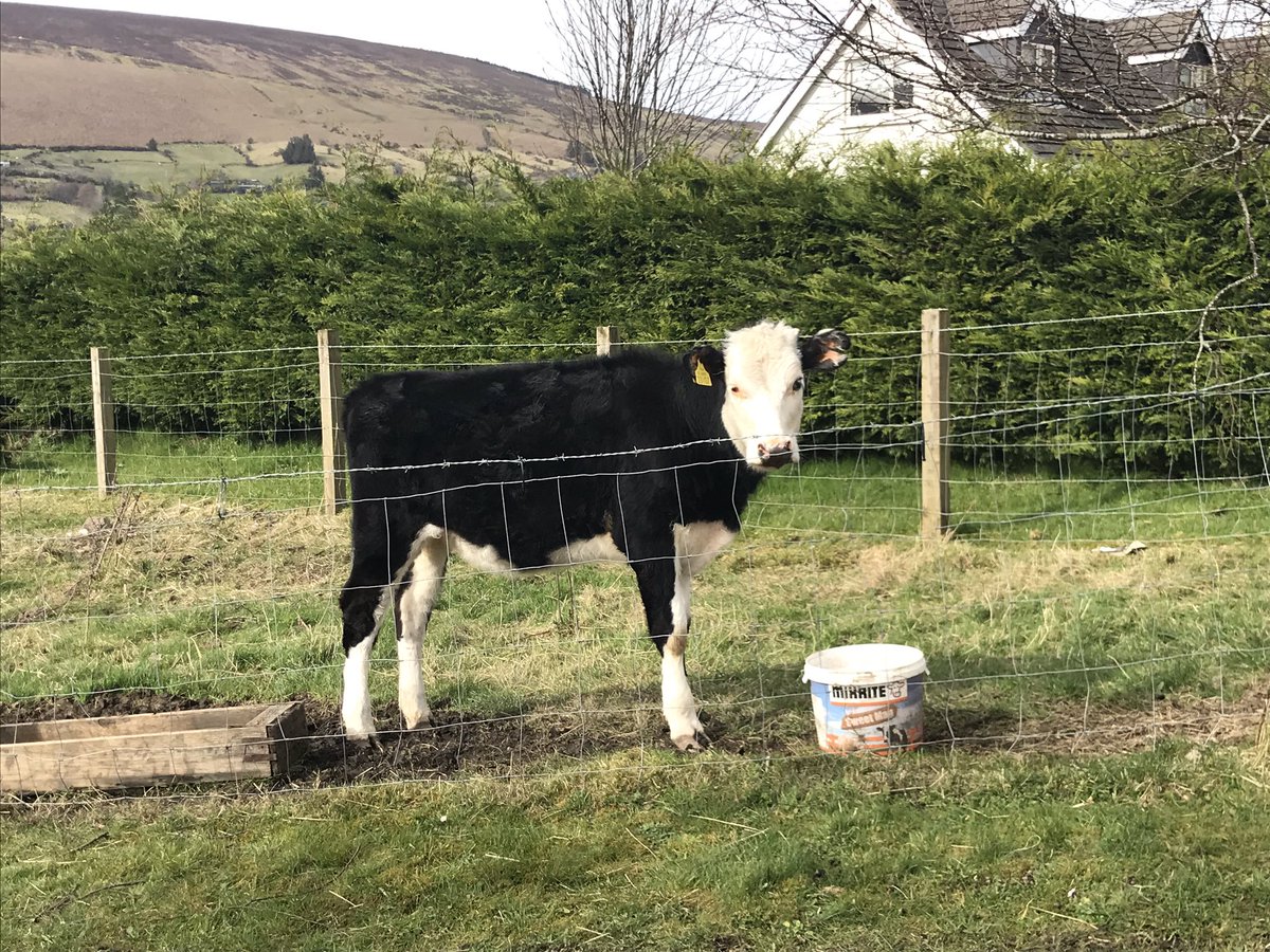 IrishRunningGir's tweet image. #ViewingPoint
@DubMountains