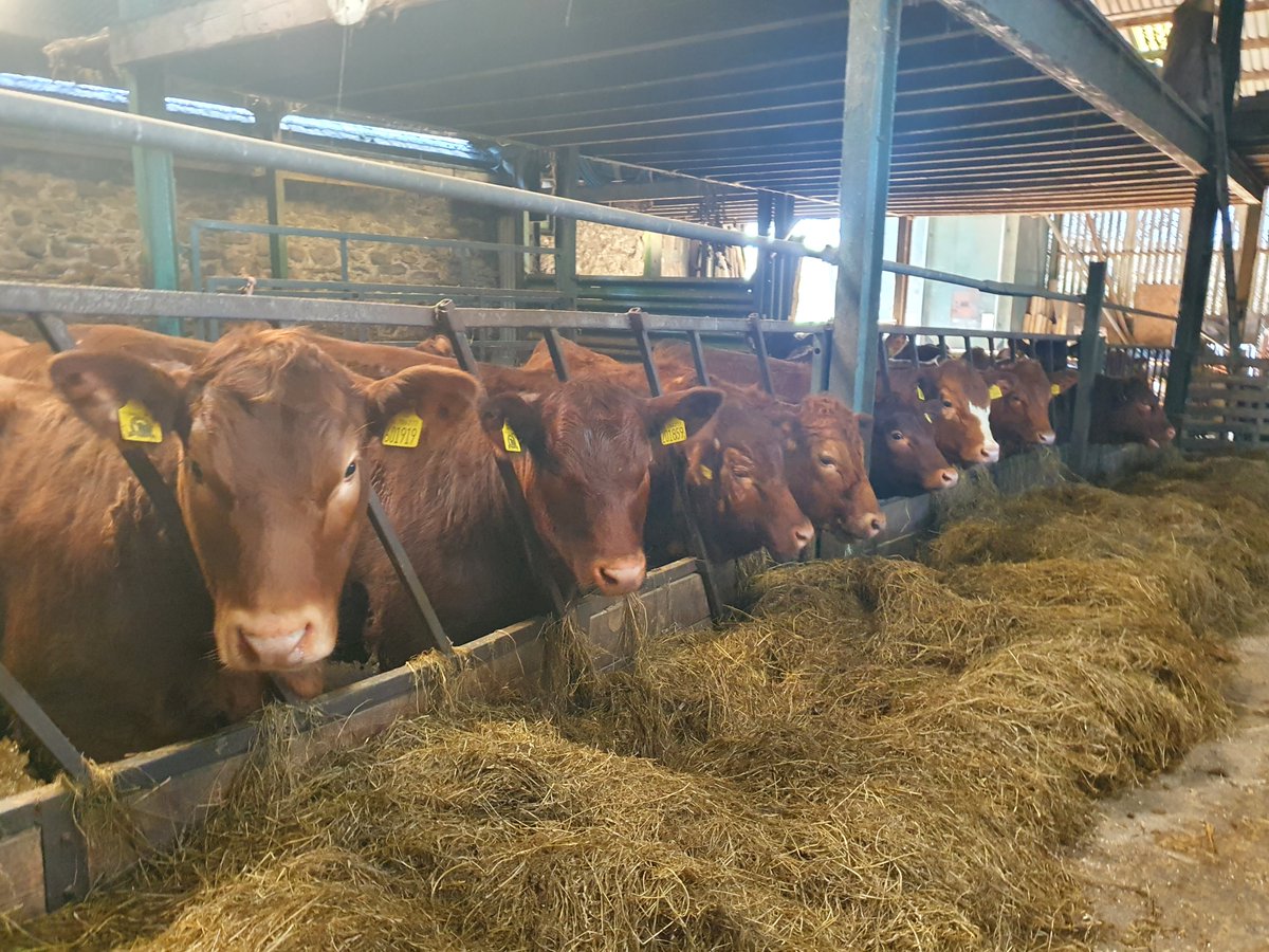 Good to get out and see some Stabiliser bulling heifers in North Wales. These girls are coming up 12 months old now and will run with the bull in two months time. Some very exciting bloodlines here, including some embryos from <a href="/leachmancattle/">Leachman Cattle</a> 

#stabilisercattle #bullingheifers