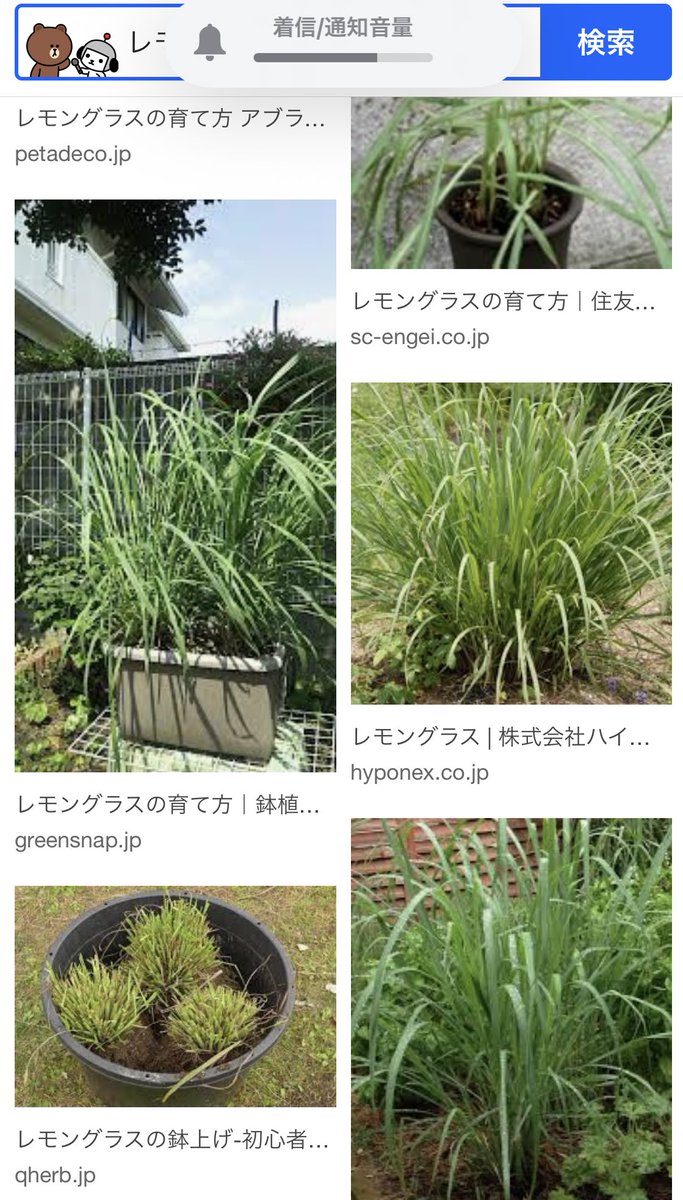 春からレモングラスデビューしたい 春からレモングラスデビューしたい