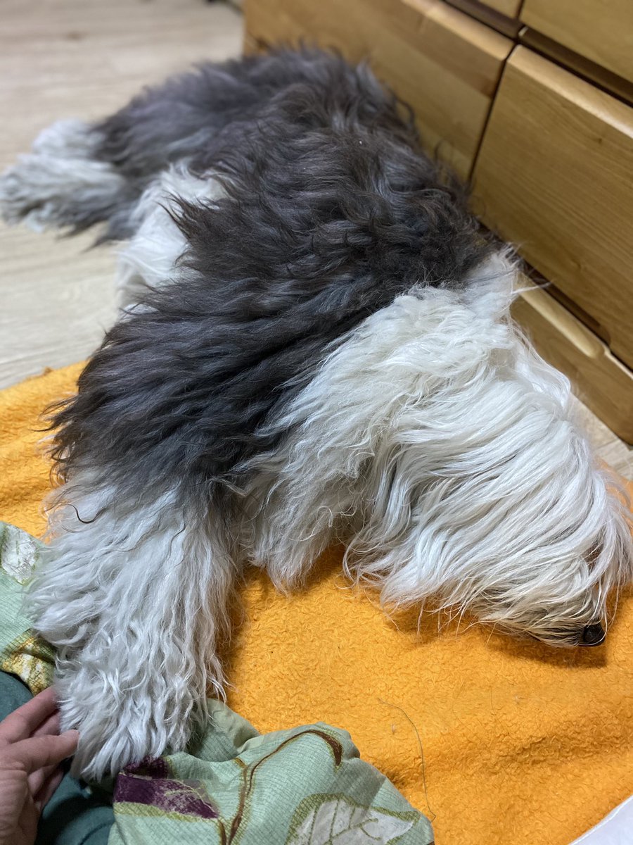 あんママ 早いもので今年5月であんずは11歳 いつも元気で笑顔で人好きで 解ってるはずなのに解ってなかった 昨日昼間に超下痢 今日朝も 朝ごはんは吐くし 再度ふやかしても 要らない って口つけない 病院で検査したら それ自体は吐き止注射 整腸剤 あんママ 早いもので今年5月であんずは11歳 いつも元気で笑顔で人好きで 解ってるはずなのに解ってなかった 昨日昼間に超下痢 今日朝も 朝ごはんは吐くし 再度ふやかしても 要らない って口つけない 病院で検査したら それ自体は吐き止注射 整腸剤
