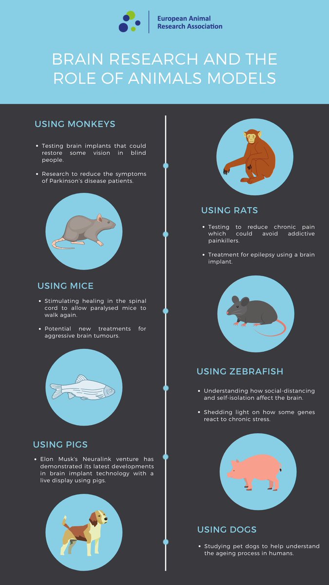 The_EARA's tweet image. It’s #BrainAwarenessWeek2021! Animal models such as #monkeys #rats #mice #dogs #zebrafish and #pigs are playing an important role to help us better understand how the brain works and to develop potential treatments for diseases including #Parkinsons, #epilepsy and #tumours.