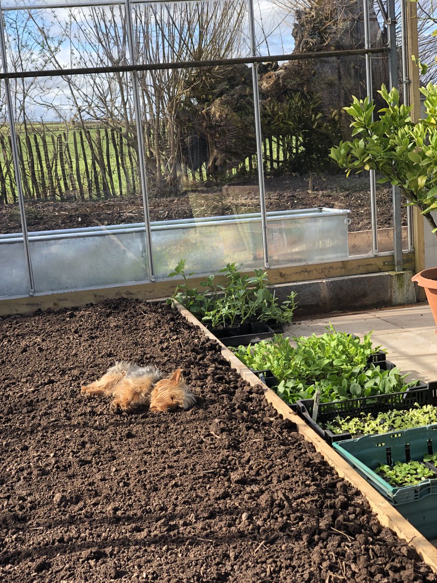 Planting early salad seedlings into the new greenhouse. Luckily Patti is helping...