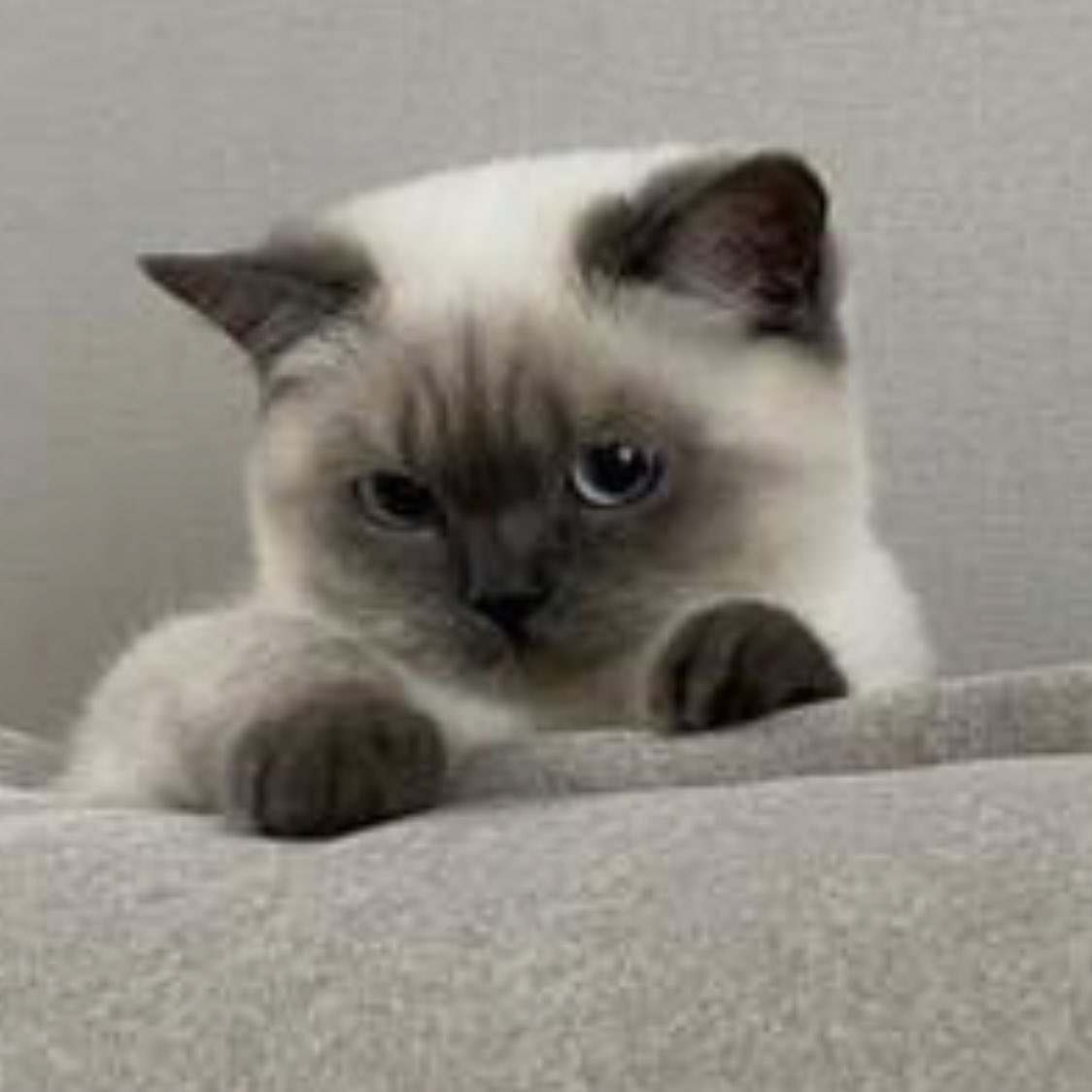 เหมียนมากกกกกกกกกกกกกกกกกกกก