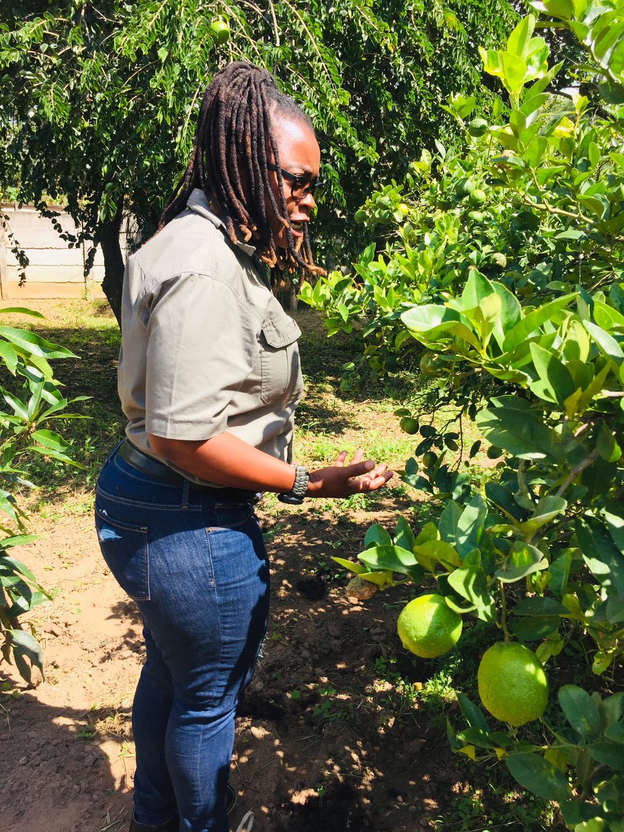 StokipaZw's tweet photo. Meet @lindagabriel263, a permaculturalist who is working to improve food security through establishing nutrition gardens. She is a renowned poet and performing artist who has travelled across the world. She is passionate about using agriculture as a tool for self sustanance! https://t.co/Drn2TYgJyu
