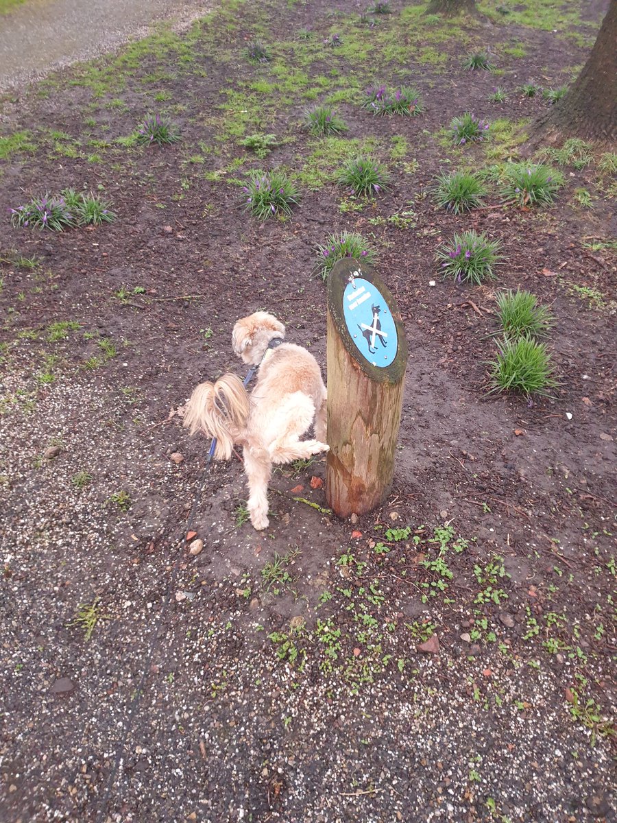 Luis de Freitas tweet media