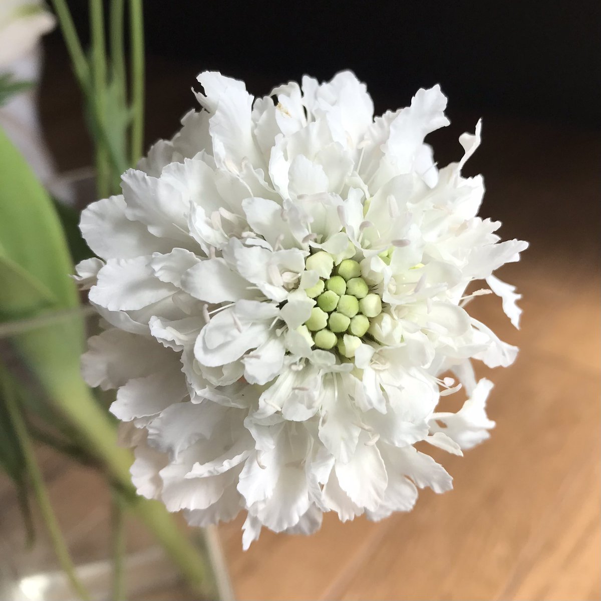 Chappy 花纏 はなまとい 今日のイイハナは 白のスカビオサ 真っ白ふわふわで綺麗です 私 スカビオサ好きみたいです 最近は白いお花が多めで 爽やかで綺麗です ハナノヒ イイハナ イクハナ 花 スカビオサ