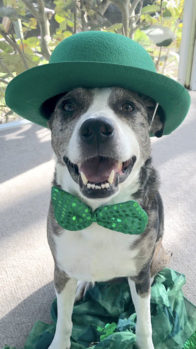 RAIN_Rescue's tweet photo. Happy St Patrick’s Day from Vader, who is still looking for his forever home. https://t.co/wsrZMBj754 #happy #love #adoptme #RescueDogs #StPatricksDay #doggo #LikeForLikes #shareforhome #wednesdaythought #WednesdayMotivation #LuckyCharms #adoptme #DogsofTwittter #picoftheday https://t.co/bgBSlOT05i