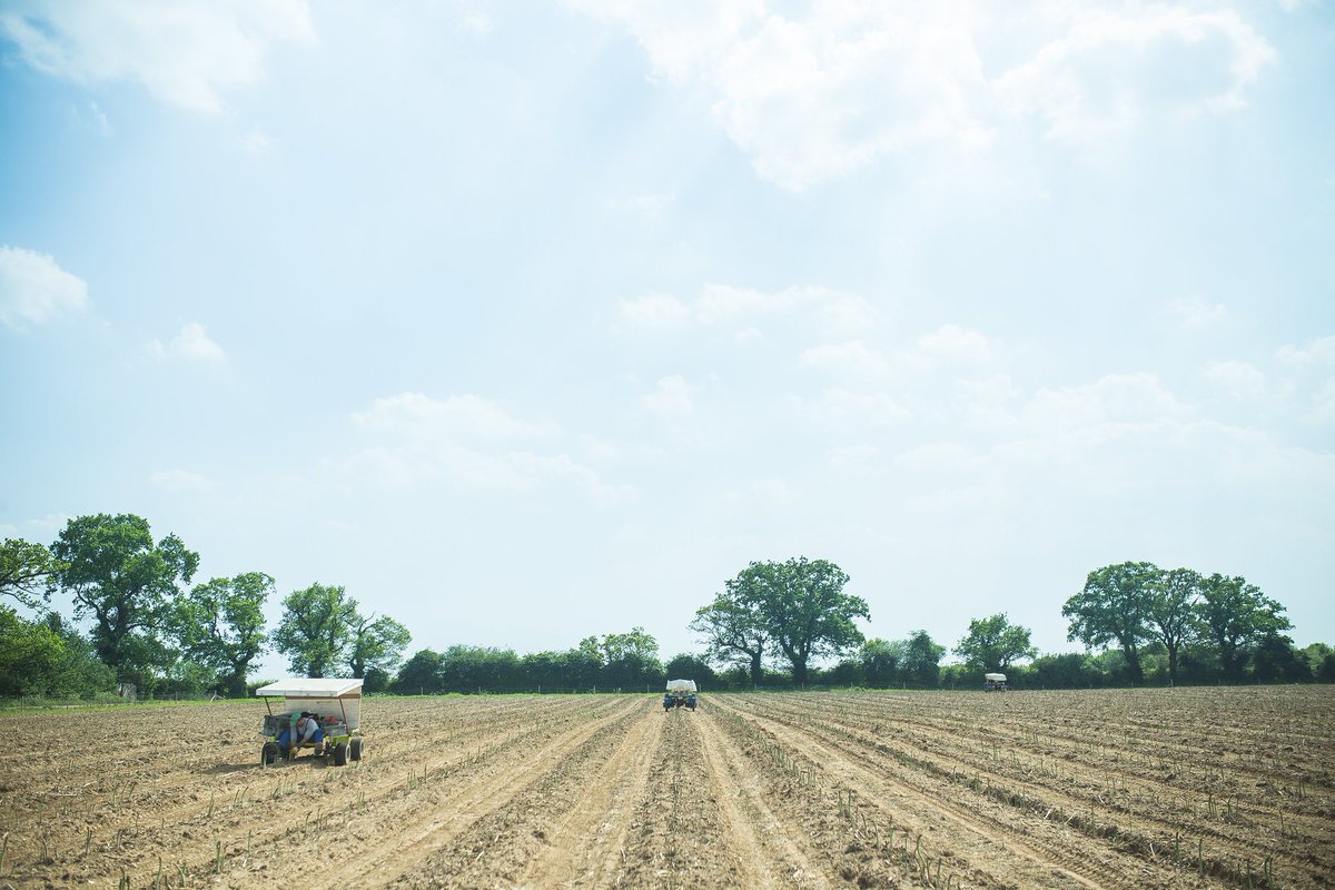 We're looking for enthusiastic individuals to join our Asparagus Team for this coming season. If interested please visit our website ww.jollyasparagus.com and fill in the form on the 'work for us' page and we will get back to you! #jollyasparagus #asparagus #britishasparagus