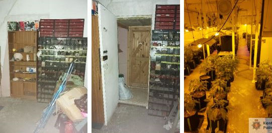 Harvested cannabis and more than two hundred and fifty plants have been seized by our officers from inside a hidden room at a property in #Edenbridge. Read the full details here... kent.police.uk/news/kent/news…
