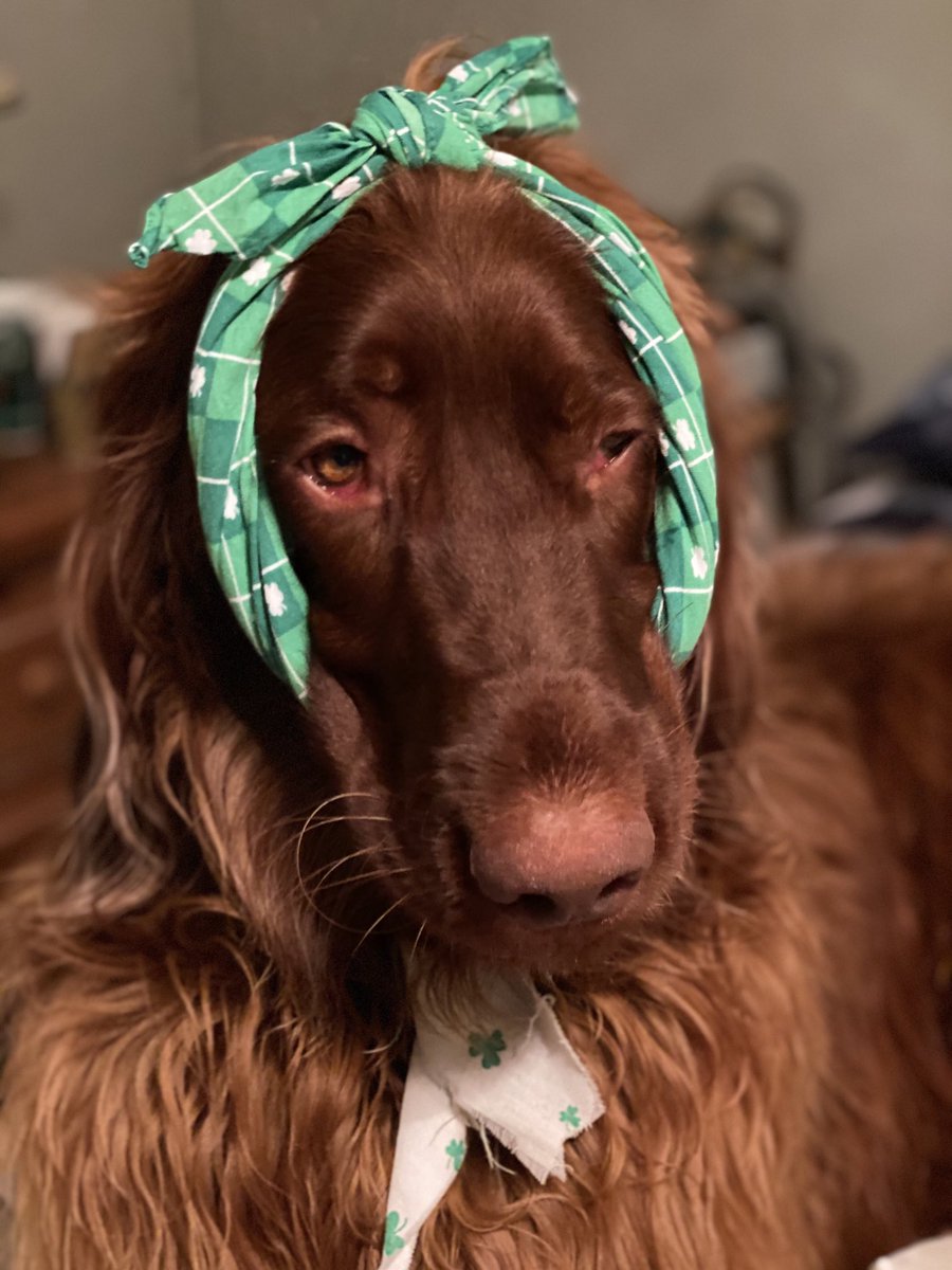 Sir Finn ⁦<a href="/irish_setters/">Irish Setters</a>⁩ is not happy on St. Patty’s Day his mommy tried to dress him up #GoIrish