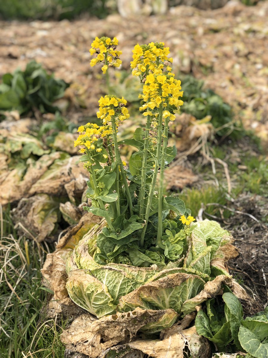 大畑ちつる やさい料理研究家 こちらなんのお花か分かりますか 実は 白菜 白菜はアブラナ科 なので 畑にほっておくとこうして菜の花のようなお花が咲くんです アブラナ科のお野菜の花は みんな菜の花に似ています