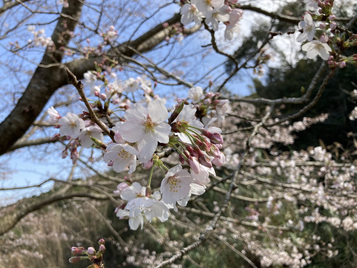 長崎市琴海地域センター 今年の琴海花 まつりは新型コロナウイルス感染拡大防止のため中止となりました ただ戸根川沿いの桜は本当に綺麗です 今日の桜はこんな感じです 下流はまだまだですが上流では一分咲きってトコです